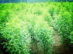 濰坊優質映霜紅桃苗價格 桃苗種植基地圖片|濰坊優質映霜紅桃苗價格 桃苗種植基地產品圖片由青州 果樹苗木公司生產提供-