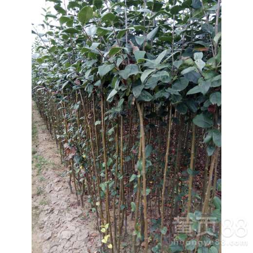 【貴州省寒富蘋果成活率高蘋果樹苗出售】- 