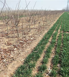 大金星山楂樹苗種植青海山楂苗批發