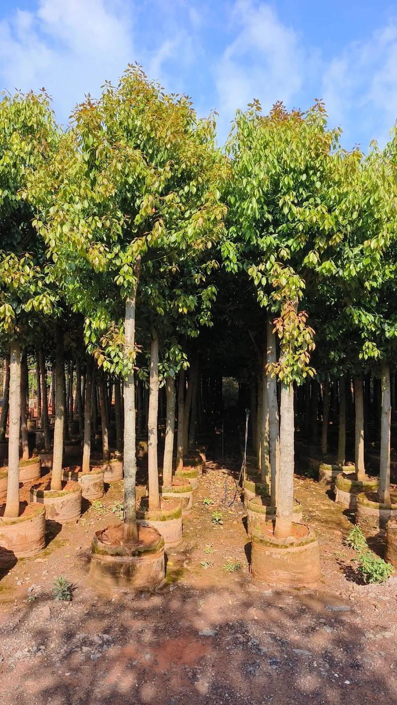 8分到15分滇潤楠庫存五千棵#苗木種植基地