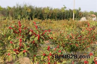 壽光苗木北美冬青在線咨詢北美冬青山東北美冬青_志趣網