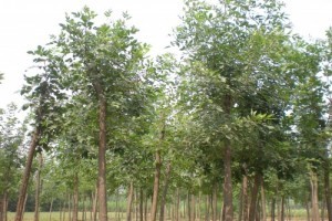 西府海棠基地專業市場