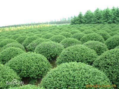句容苗木圖片