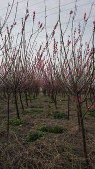 恭喜寧波陽光苗木園入駐苗木通平臺 致力于精品苗木種植