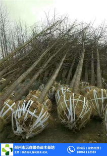 出售銀杏樹 銀杏樹 遠森銀杏苗木種植專業(yè)合作社