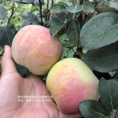 新聞 1公分華碩蘋果樹苗 發(fā)展前景快