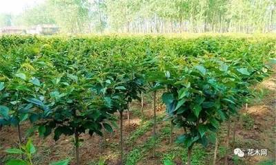 苗木行業(yè)大勢已定,如何經(jīng)營看這里