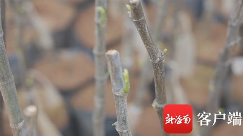 苗 準新商機 種 下二次創(chuàng)業(yè)夢 海墾龍江農(nóng)場公司轉(zhuǎn)變思路描繪苗木產(chǎn)業(yè)新版圖