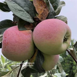 甘孜 富士王蘋果樹苗豐產(chǎn) 新聞