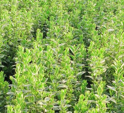 供應 樹苗 批發(fā) 綠化 種植