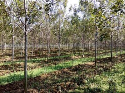 白蠟10公分、11公分白蠟李營價格詳情