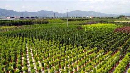 鐵漢觀點 | 新常態(tài)下園林苗木需求特征解讀