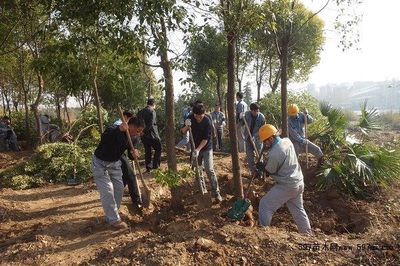 落葉喬木苗木的夏季怎樣栽植?夏季反季節(jié)栽植大樹方法