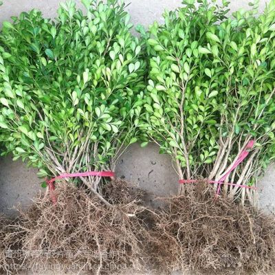 山東綠化苗木種植基地,地被綠籬灌木小苗基地一手供應