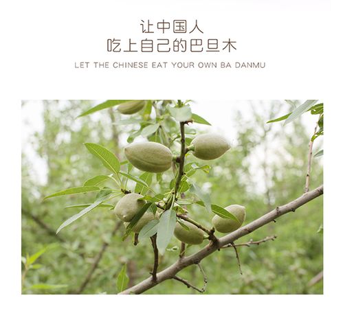 巴旦木苗木種植戶 圣果 巴旦木其營養(yǎng)價值豐富不可多得