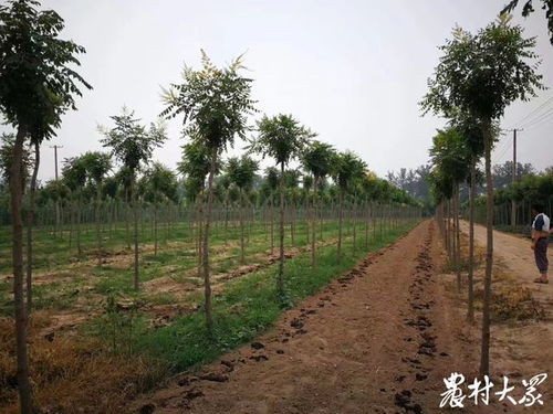 山東苗木產業調查① 遭遇行業困境, 苗木人 何去何從