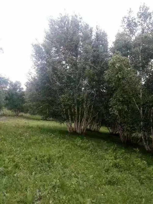 廣元白樺樹苗出售服務熱情