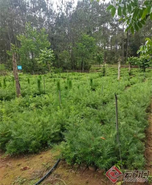 昆明發布地方標準規范云南油杉苗木培育