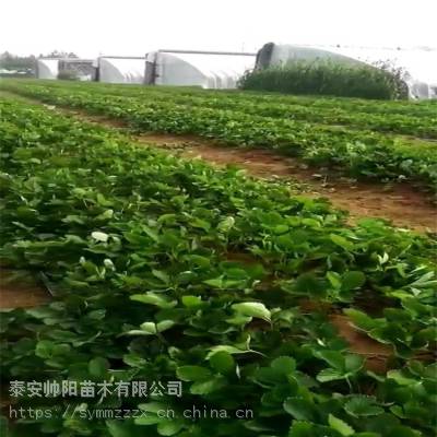 山東泰安塞娃草莓苗 種植廠家 甜查理草莓苗 采購基地 帥陽苗木 調價匯總價格 中國供應商