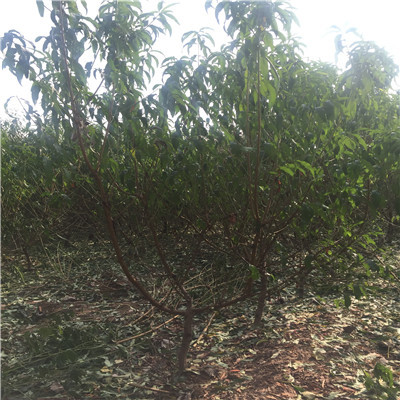 2017年金童5號桃樹苗種植基地_泰安開發區忠民苗木中心 - 商國互聯網