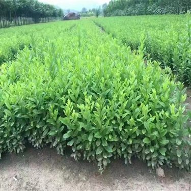 開原市東北苗木種植專業合作社