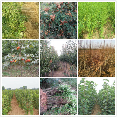 膠南直銷枇杷,小葉女貞基地報價