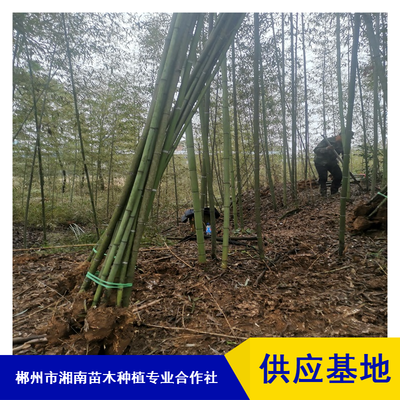 庭院綠化剛竹_遂寧綠化工程剛竹苗_觀賞基地