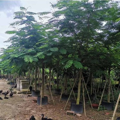 鳳凰木容器苗 紅花楹報(bào)價(jià) 全冠鳳凰木袋苗 承接綠化工程訂單