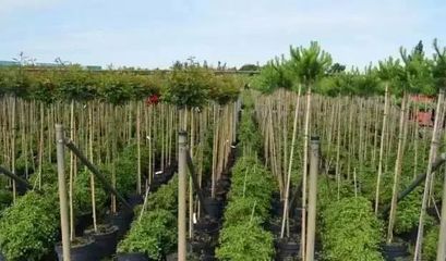 一家擁有110年歷史的苗圃公司是如何種苗木的!