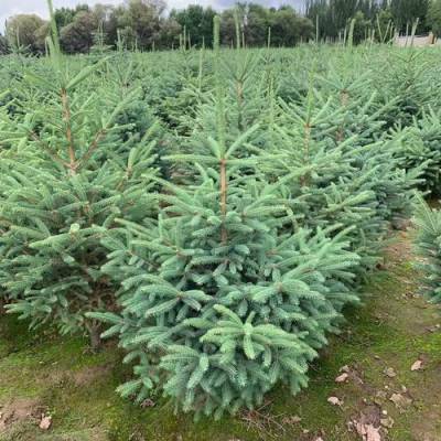 山東泰安岱岳區(qū)@云杉@青藤苗木經(jīng)營(yíng)中心