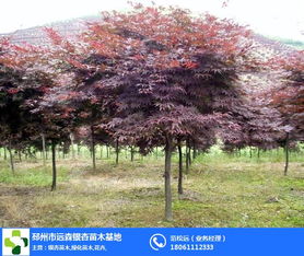 8公分紅楓 遠(yuǎn)森銀杏 8公分紅楓苗