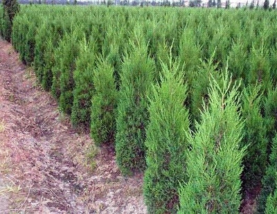 供應黑松各個規格苗木