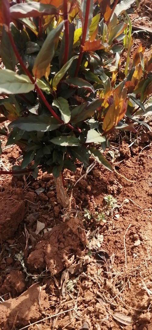 連云港紅色金銀花大苗花期長 質量優 產量高