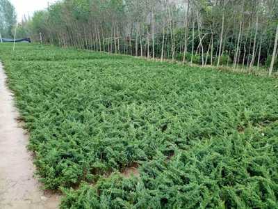 沭陽縣拓農園林綠化苗木場