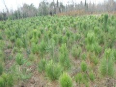 沙地柏種植環境