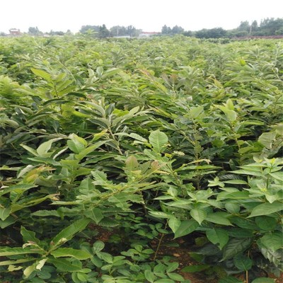 泰安華翔苗木場大量批發 板栗果樹苗 嫁接板栗苗 南北方種植 大紅袍板栗樹苗圖片_高清圖_細節圖