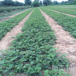 【梁平花椒苗生產廠家、梁平花椒苗哪里有賣的】- 