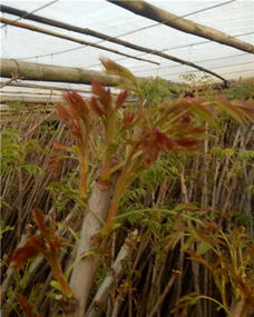 紅油香椿樹苗種植適應什么土地