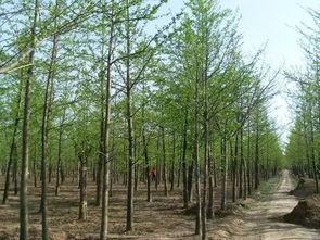 四個竅門告訴你苗木種植戶如何提升苗木利潤空間