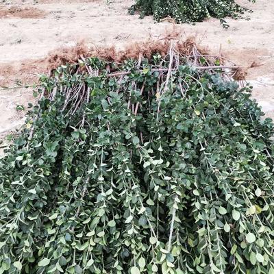 開封馬路綠籬北海道黃楊恒誠苗木