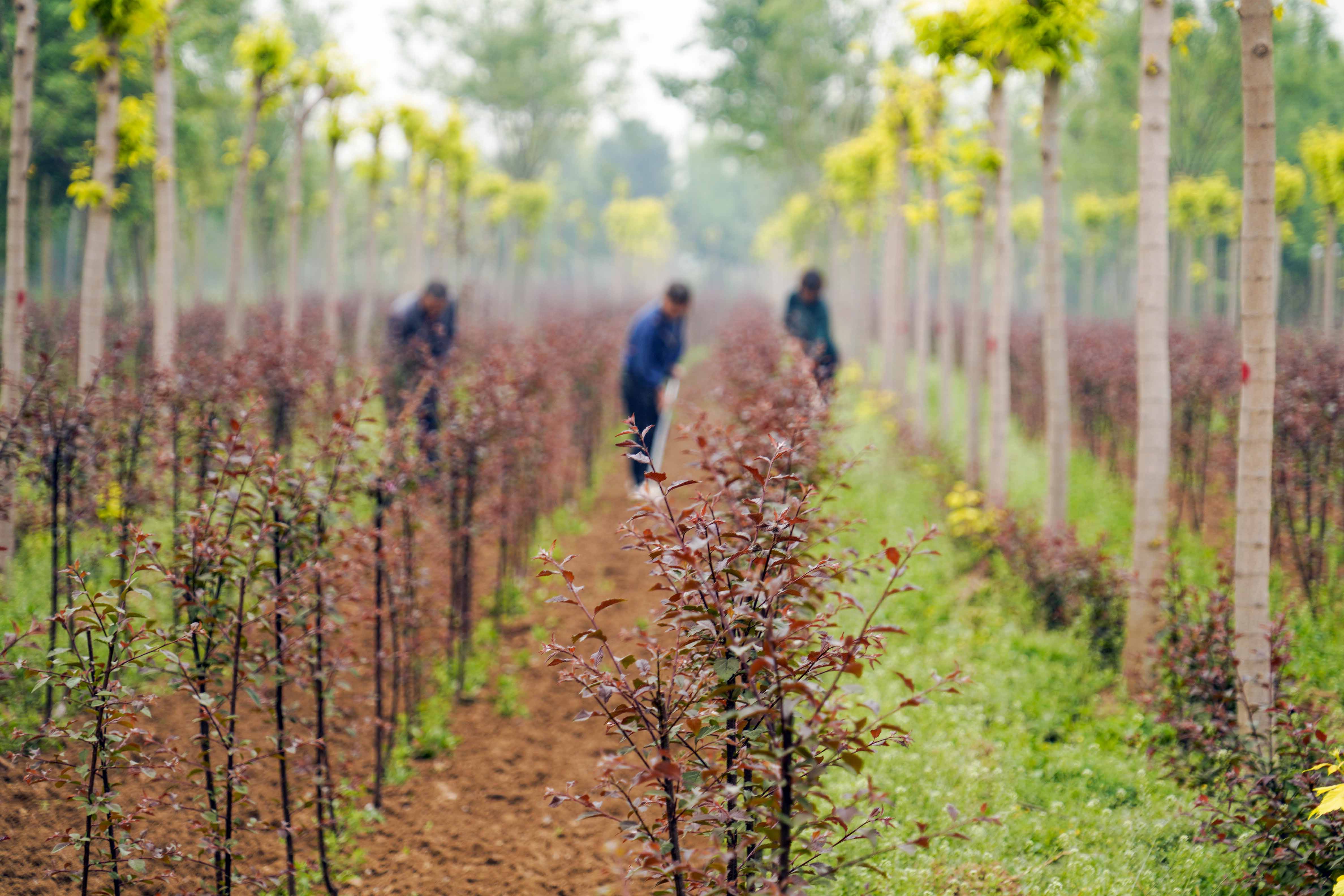 遵化:培育景觀苗木助增收_河北農網