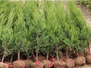 供甘肅苗木和隴南塔柏苗木種植基地