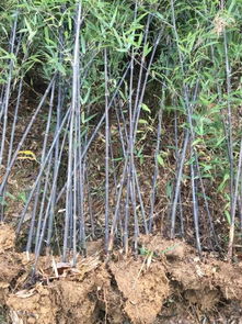 恭喜安吉其龍苗木種植場入駐苗木通平臺 專注精品綠化苗木