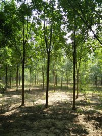 通化20公分垂柳(發3-4年冒最新報價)#_合歡_法桐_山東潘家大型苗木基地 - 商國互聯網