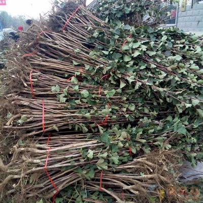 一公分山楂苗,大果山楂苗貨源地在哪2022新