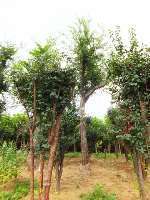 菏澤市興盛園藝場 木瓜 木瓜種植 木瓜供應 優質木瓜樹苗 木瓜樹苗供應 其他苗木