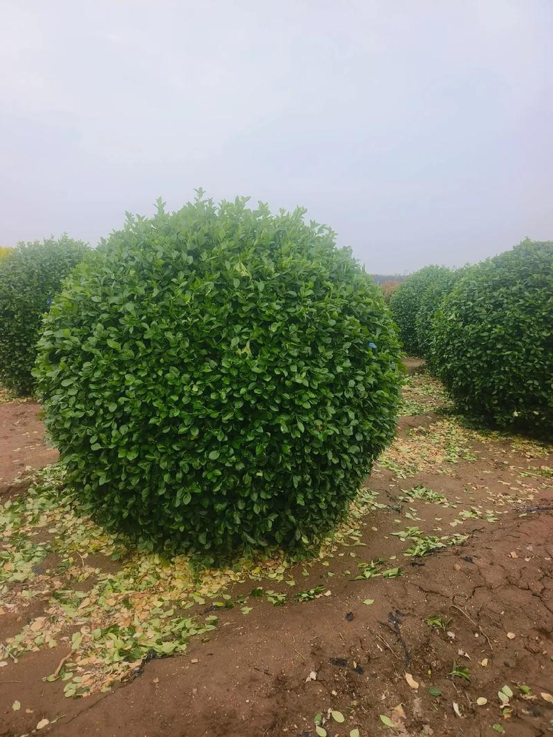 冠幅2米2衛(wèi)矛球量大出圃,招遠(yuǎn)157辛莊6273婧萱苗木種植