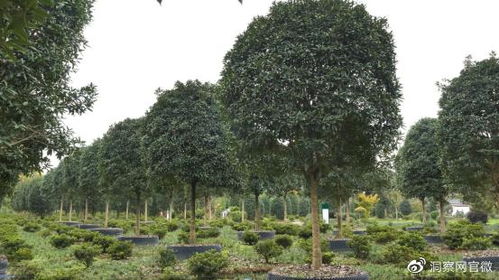 容器苗的好,來(lái)一探究竟