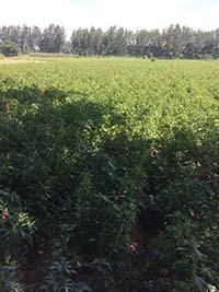 亳州市苗木種植哪家強(qiáng)