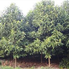 重慶市涪陵區(qū)闊展苗木種植園-